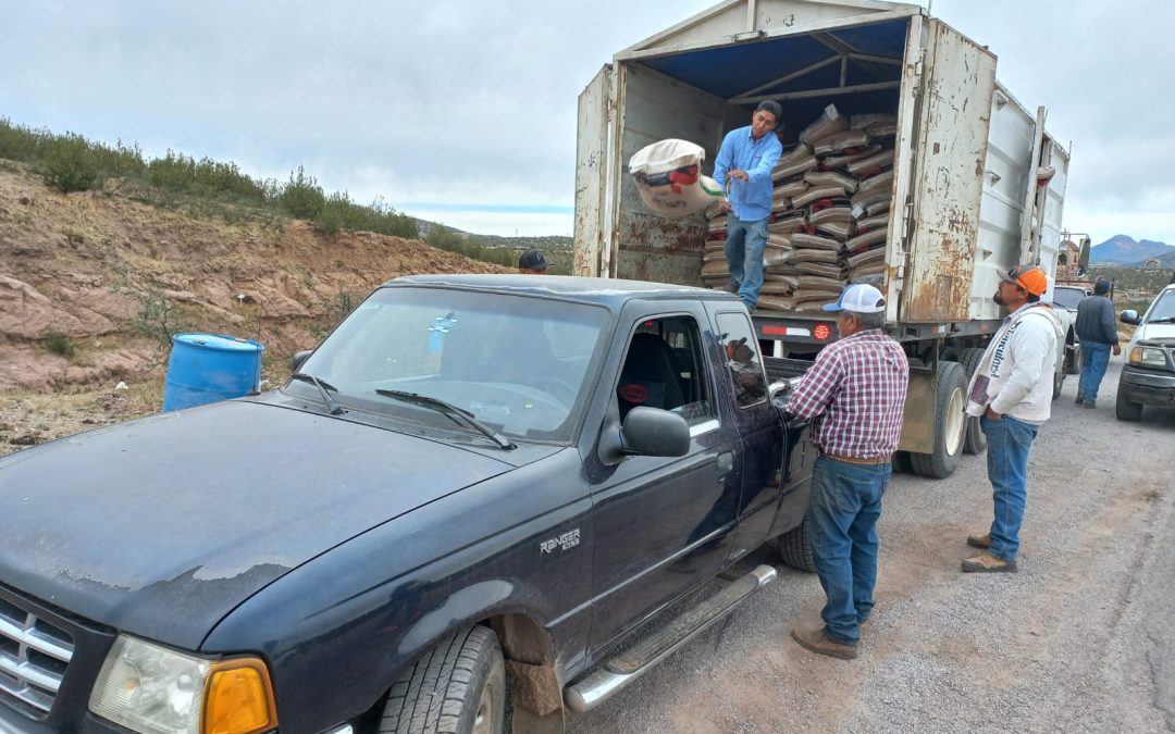 Entregan a productores 43 toneladas de alimento balanceado, en Cuauhtémoc