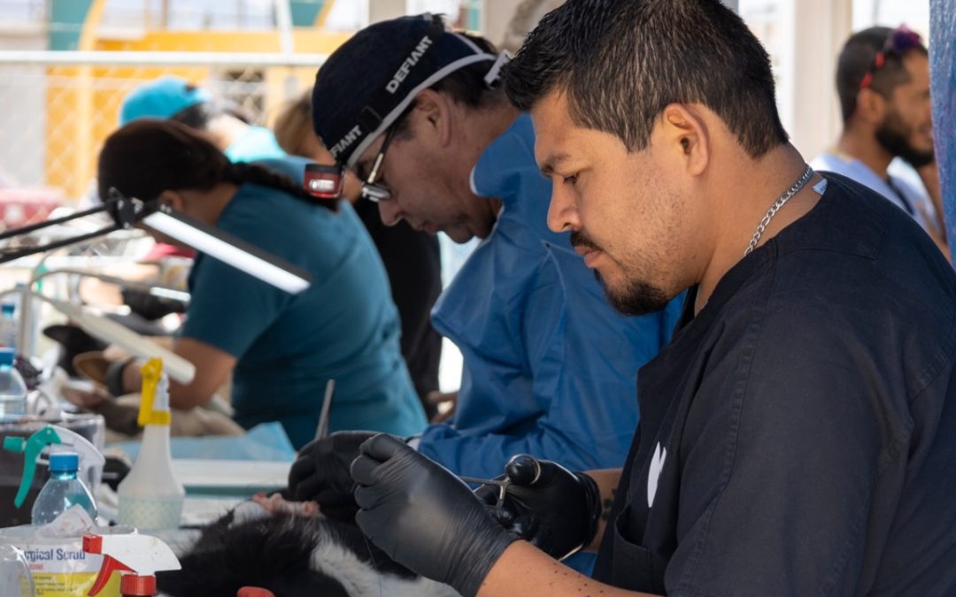 Esterilizan a 350 perros y gatos en campaña a bajo costo, en Cuauhtémoc