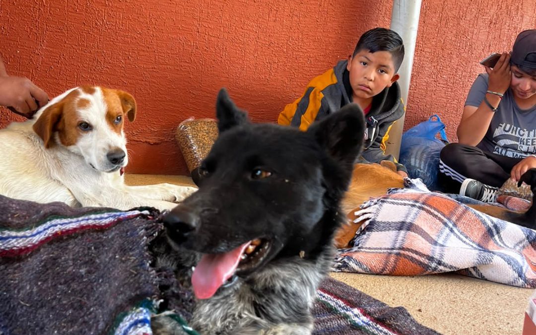 Esterilizan 45 perros y gatos en la colonia Rayénari, en Cuauhtémoc