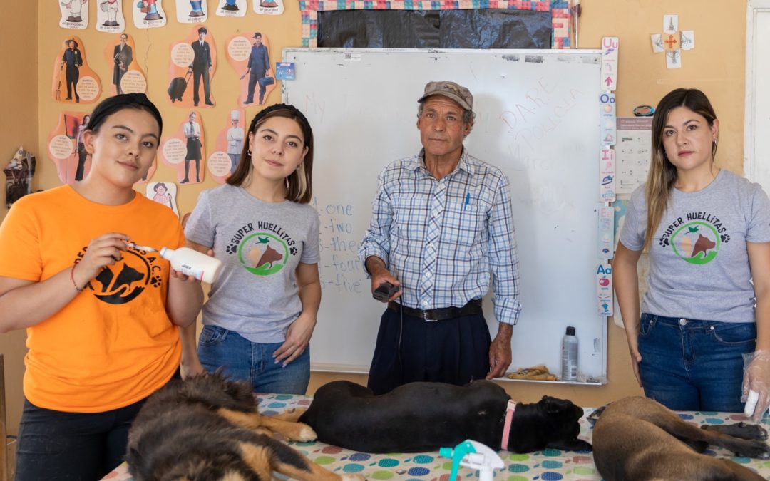 Esterilizan a 324 mascotas en tercera campaña a bajo costo, en Cuauhtémoc