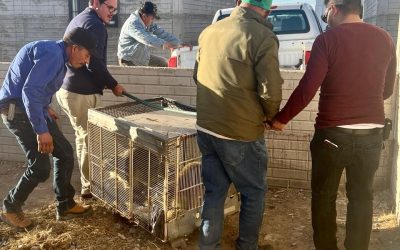 Mapaches rescatados en Cuauhtémoc tendrán mejor vida en Zoológico de Aldama