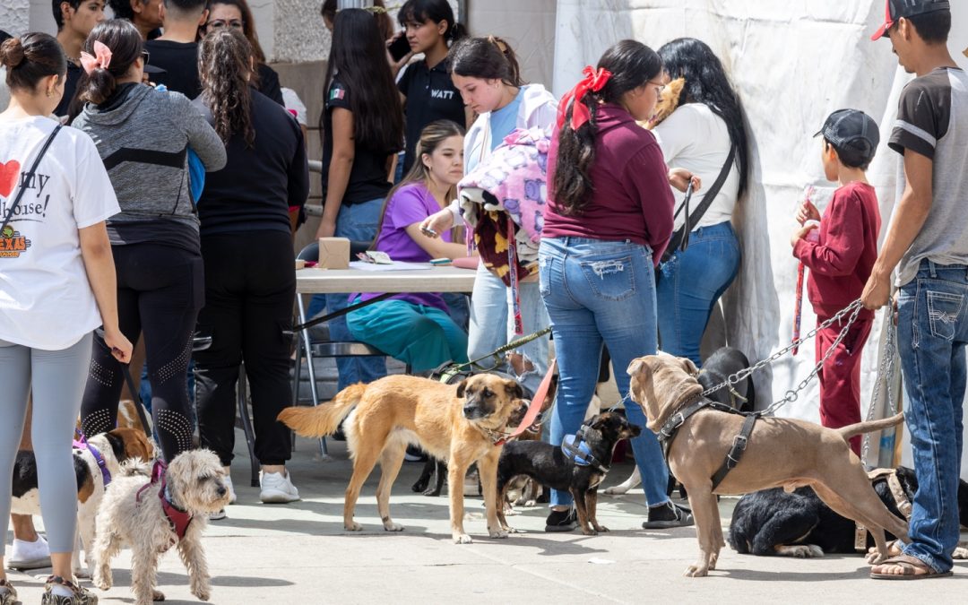 Cientos de mascotas beneficiadas con campañas, en Cuauhtémoc